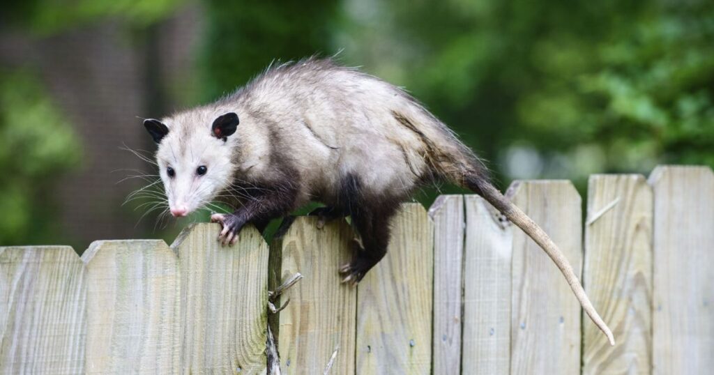 Opossum Animal That Growl