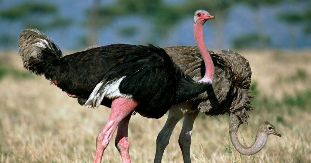 Ostrich Animals That Growl
