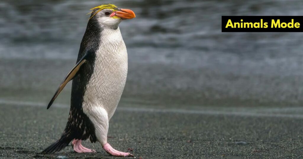 Penguin Animals with Scales