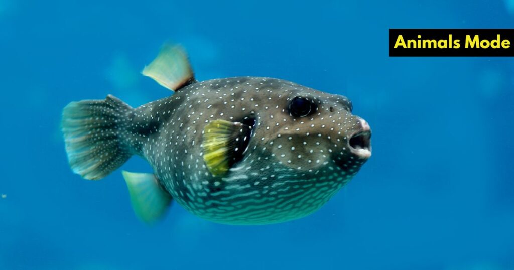 Pufferfish Greedy Animal