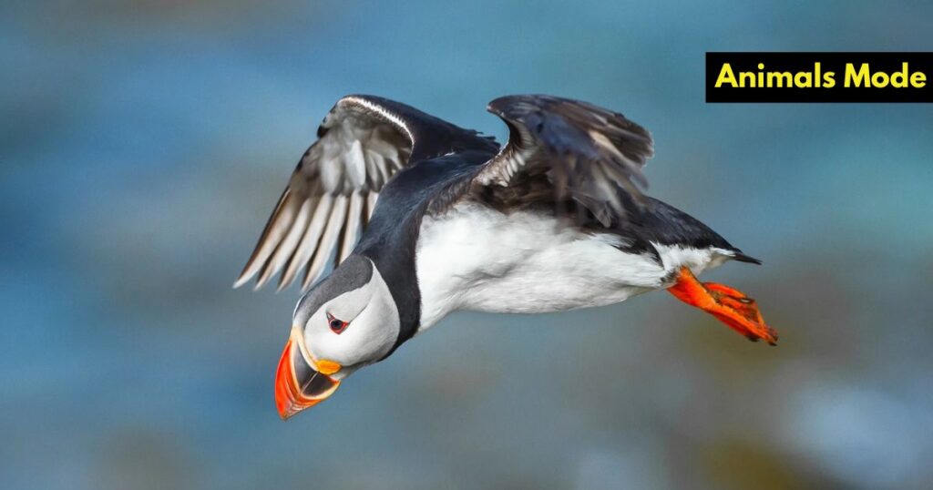 Puffin Greedy Animal