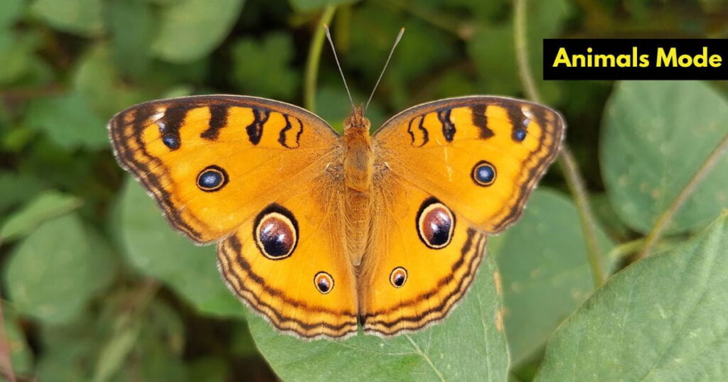 Quiet Animal in the World Butterfly