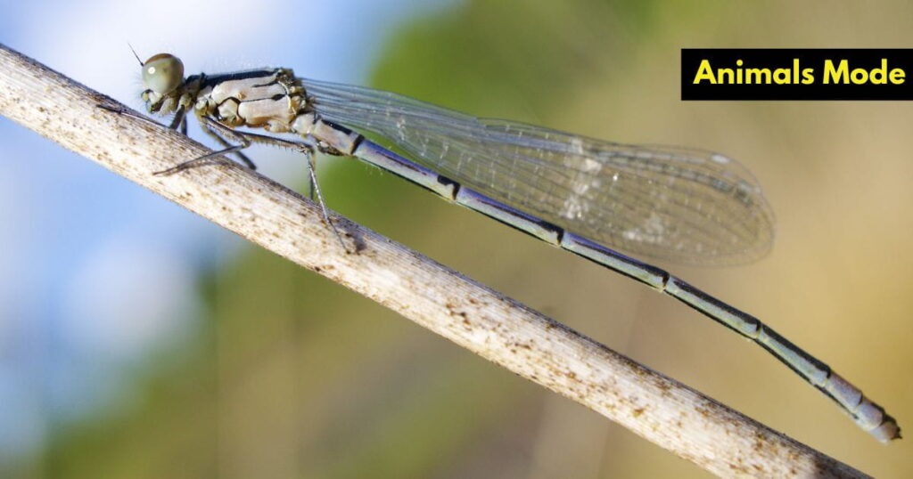 Quiet Animal in the World Damselfly