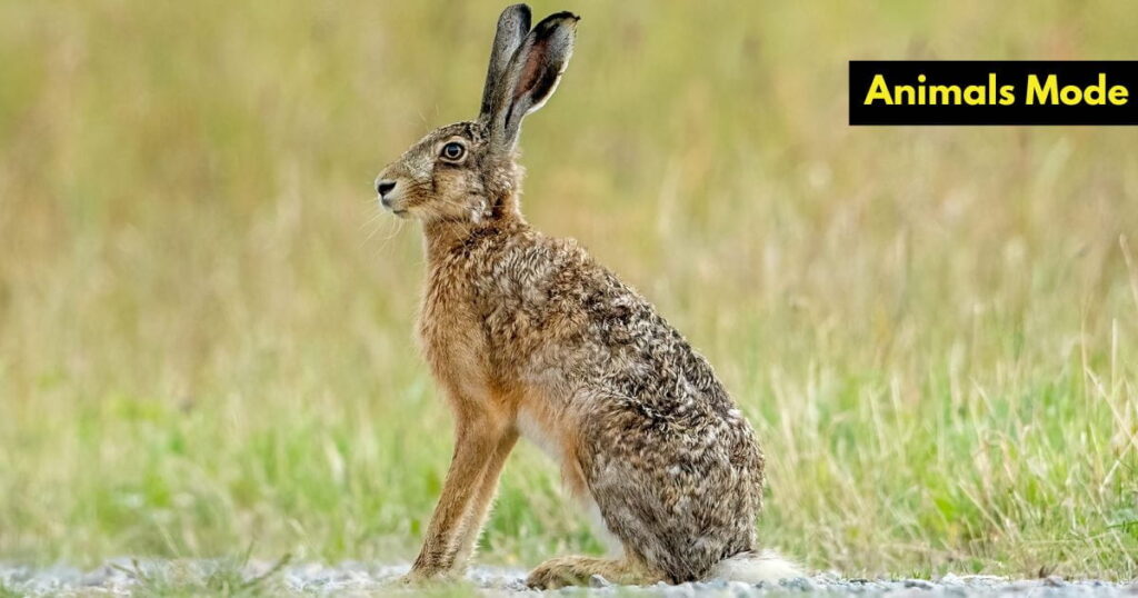 Quiet Animal in the World Hare