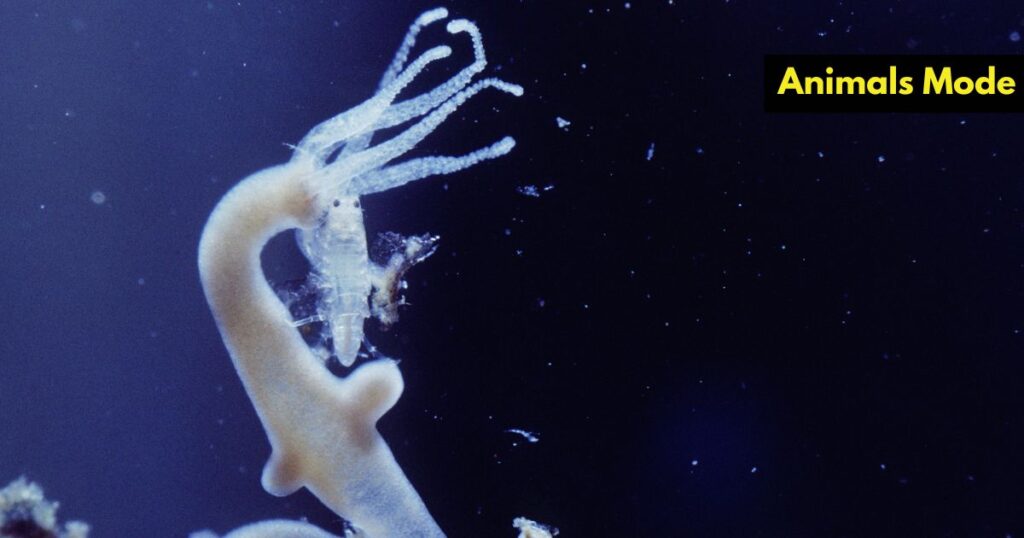 Quiet Animal in the World Hydra