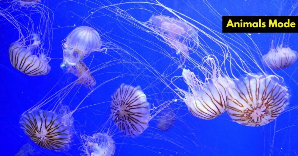 Quiet Animal in the World Jellyfish