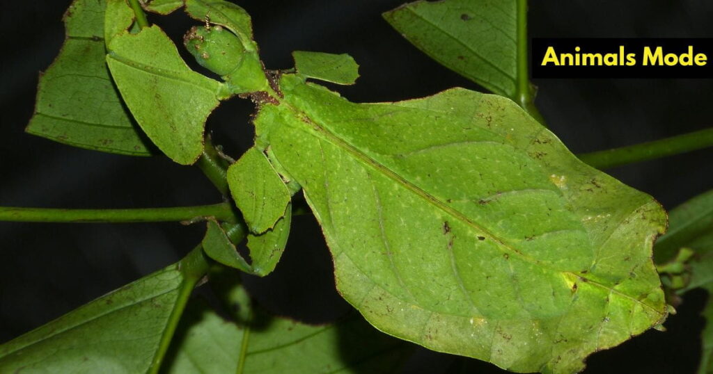 Quiet Animal in the World Leaf Insect