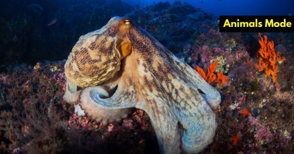 Quiet Animal in the World Octopus