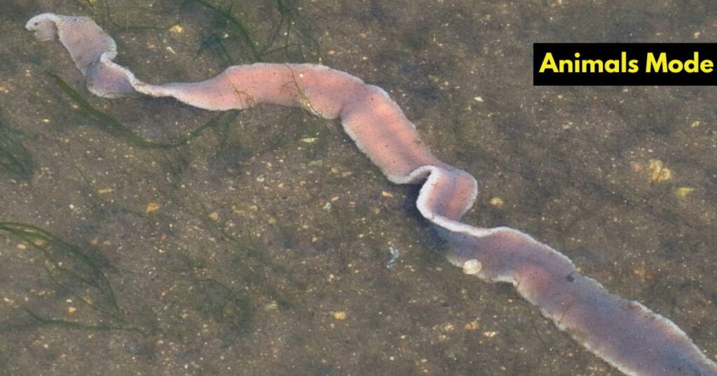 Quiet Animal in the World Ribbon Worm