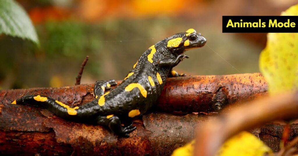 Quiet Animal in the World Salamander