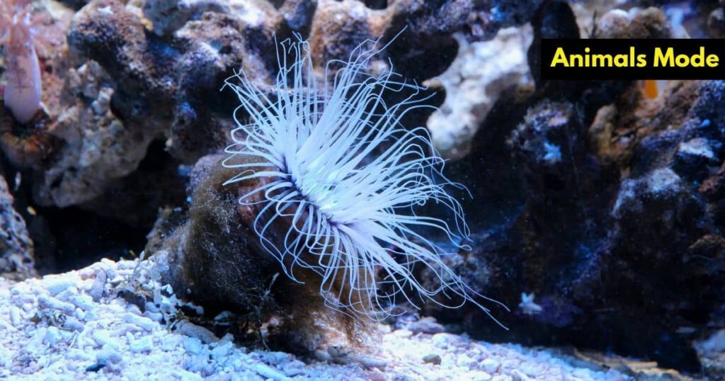 Quiet Animal in the World Sea Anemone