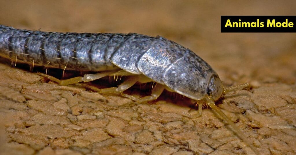 Quiet Animal in the World Silverfish