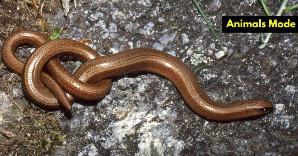 Quiet Animal in the World Slow Worm