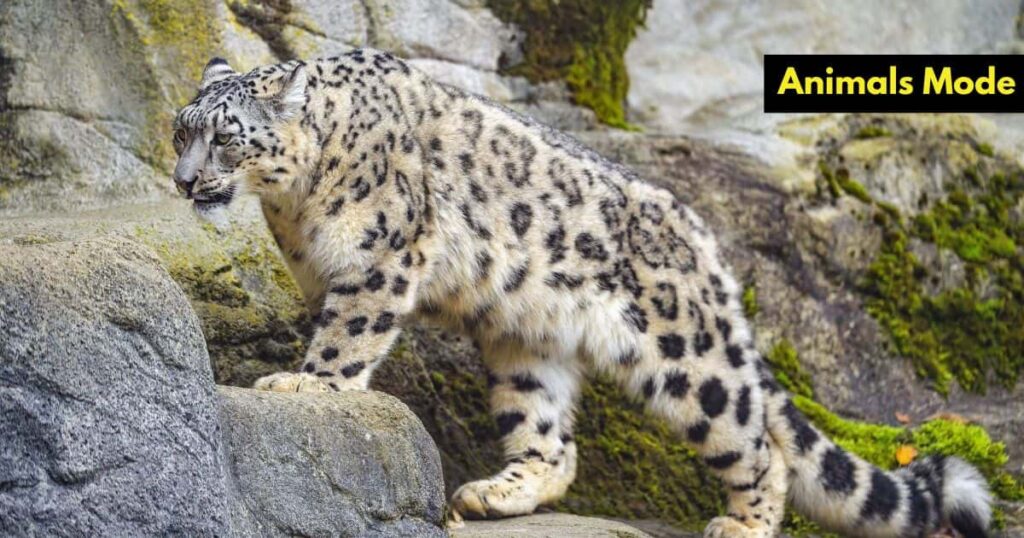Quiet Animal in the World Snow Leopard