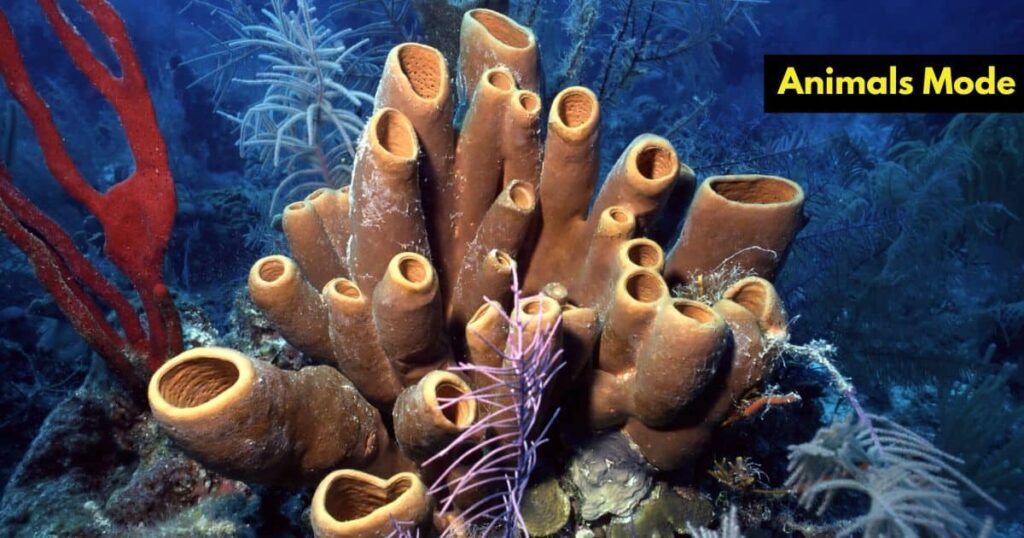 Quiet Animal in the World Sponge