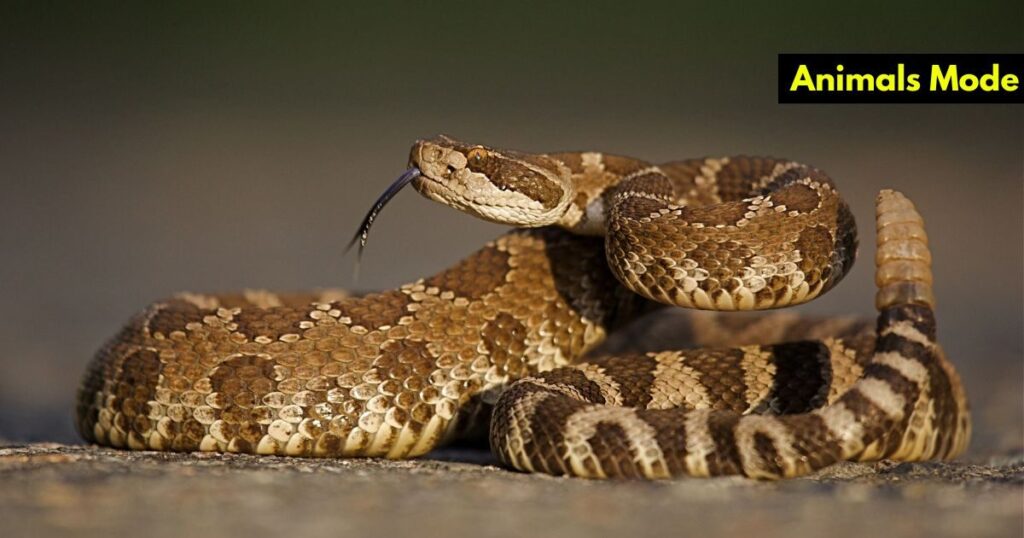Rattlesnake Animal with Scales