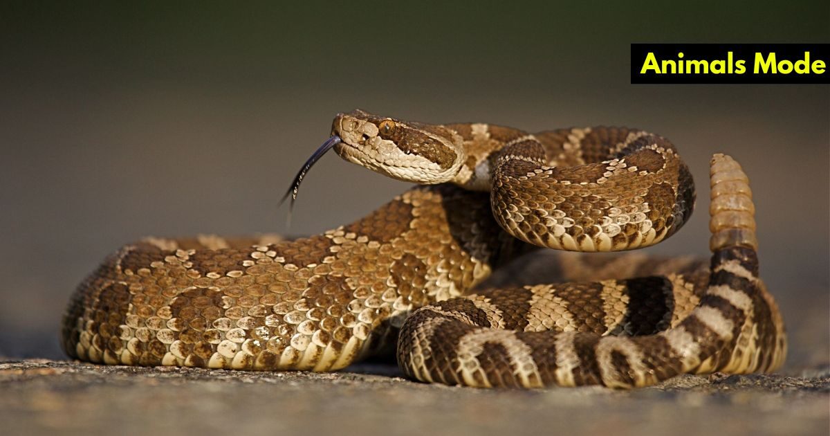 Top 15 Animals with Scales (Images and Facts)