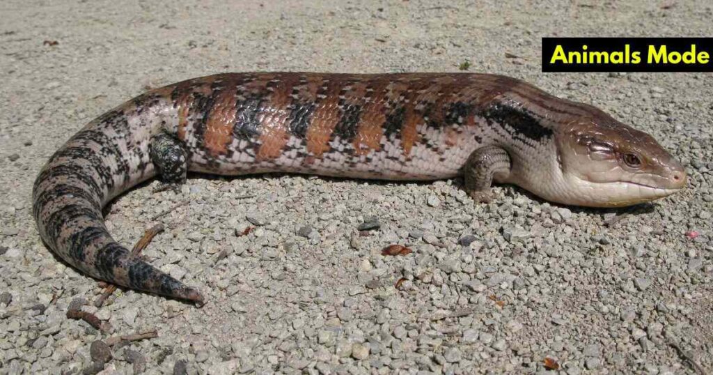 Skink Animals with Scales