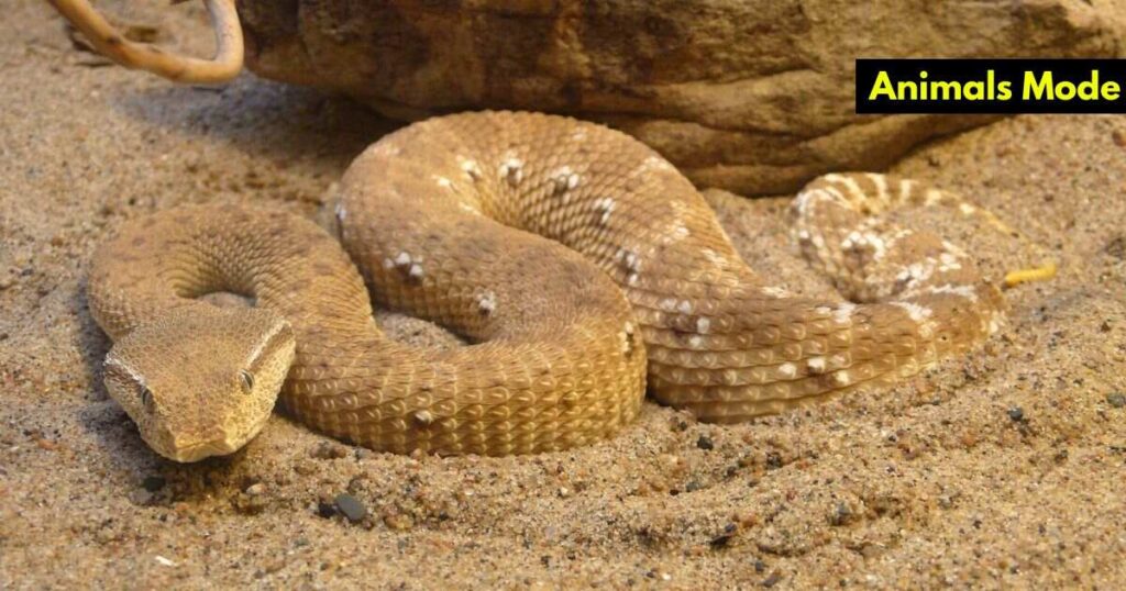 Snakes Animals with Scales