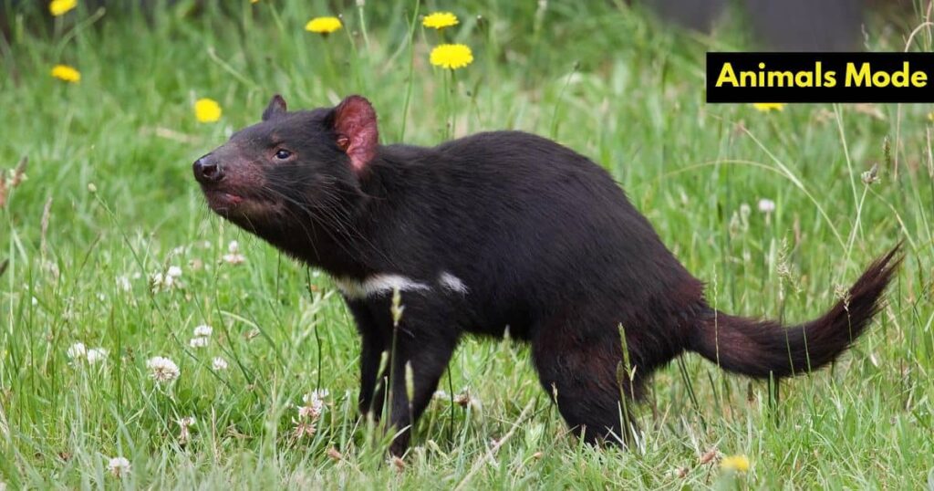 Tasmanian Devil Greedy Animal