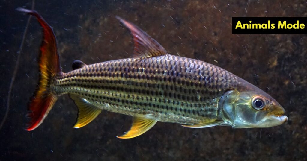 Tigerfish Greedy Animal