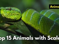 Top 15 Animals with Scales (Images and Facts) Top 15 Animals with Scales (Images and Facts)