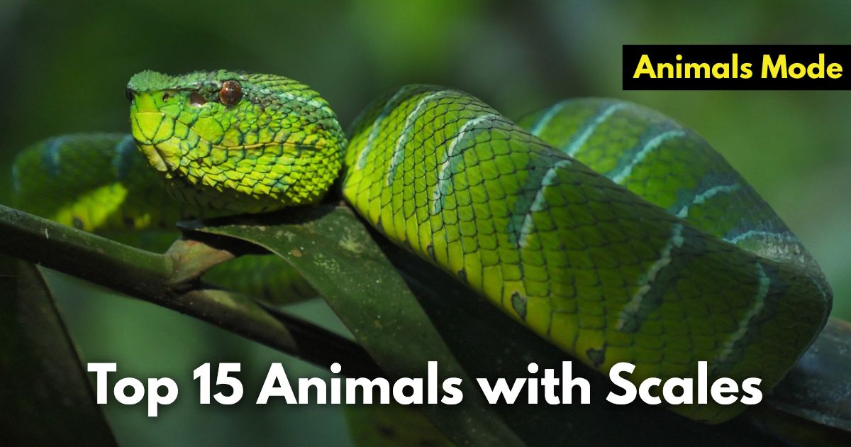 Top 15 Animals with Scales (Images and Facts)