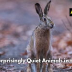 Top 14 Surprisingly Quiet Animals in the World (Image and Facts)