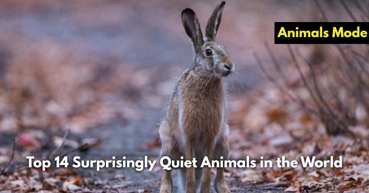 Top 14 Surprisingly Quiet Animals in the World (Image and Facts) Top 14 Surprisingly Quiet Animals in the World (Image and Facts)