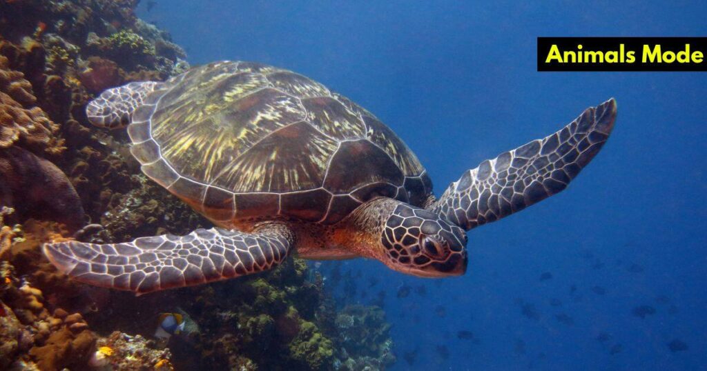Turtle Animals with Scales