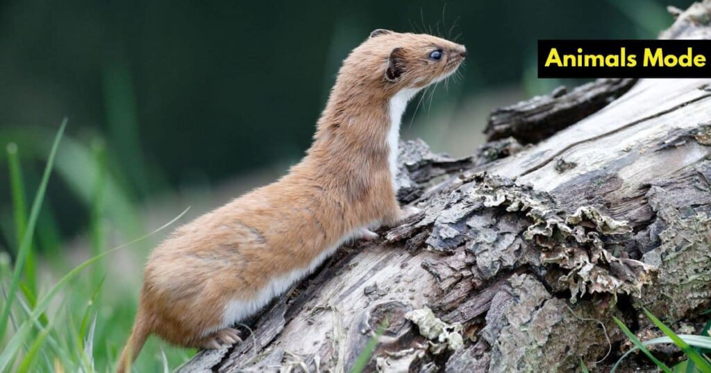 Weasel Greedy Animal