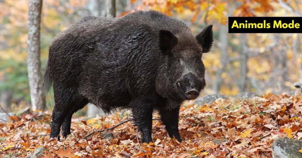 Wild Boar Greedy Animal
