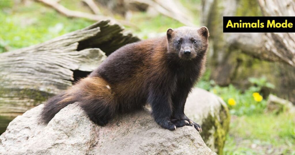 Wolverine Greedy Animal