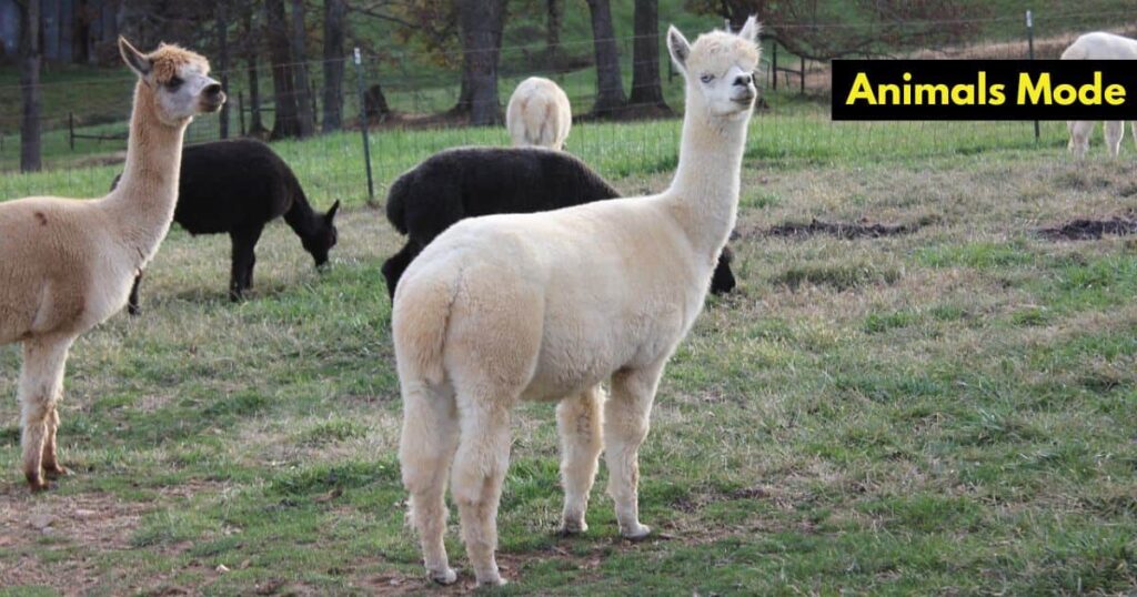 Alpaca Skinny Animal in the World