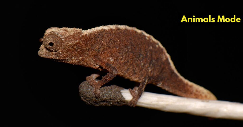 Brookesia Micra Chameleon Skinny Animals in the World