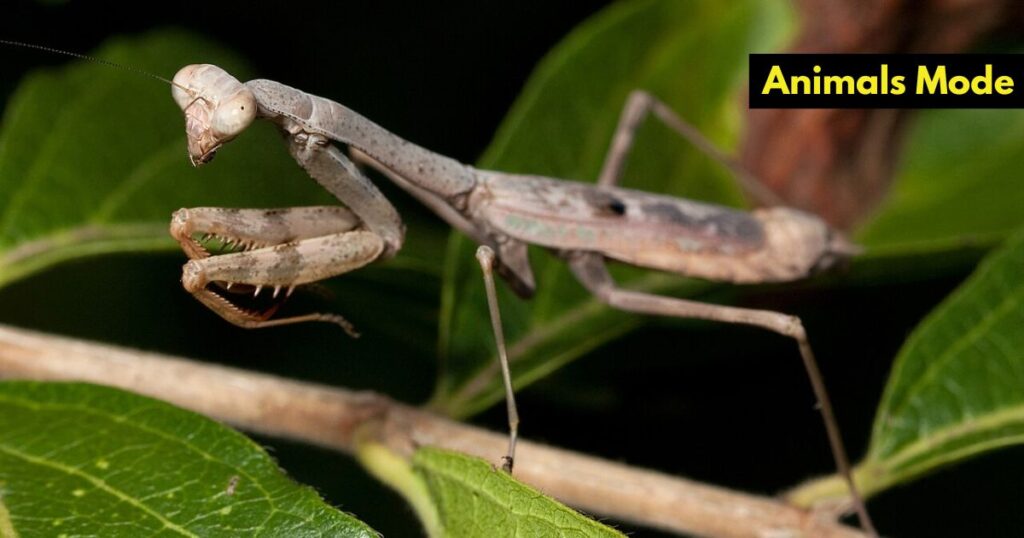 Carolina Mantis Skinny Animal in the World