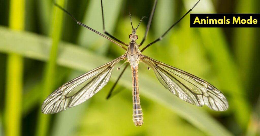 Crane Fly Skinny Animals in the World