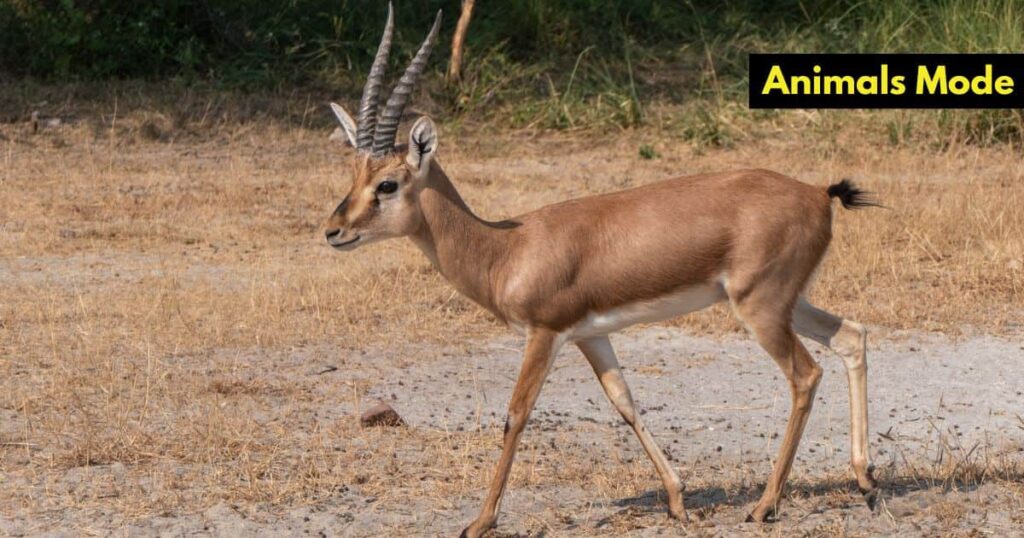 Gazelle Skinny Animals in the World