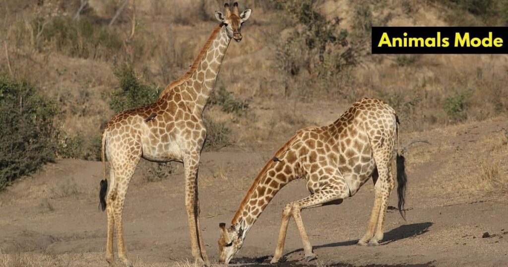Giraffe Skinny Animal in the World