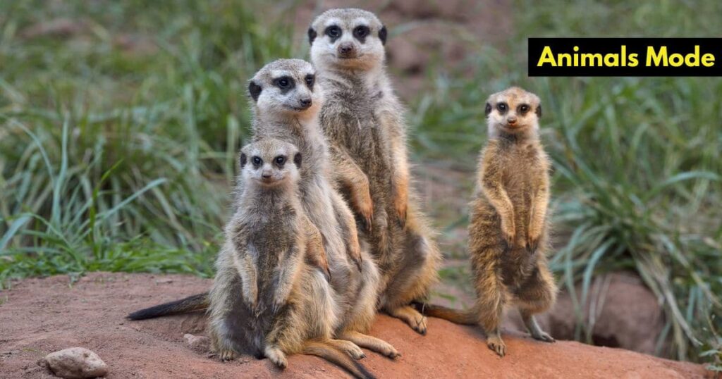 Meerkat Skinny Animal in the World