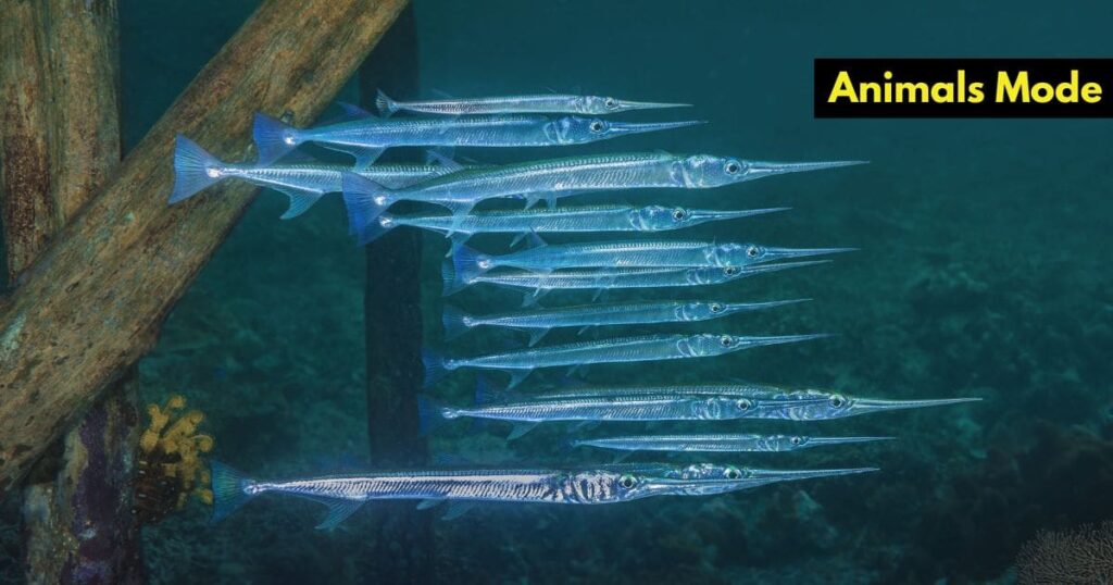Needlefish Skinny Animal in the World