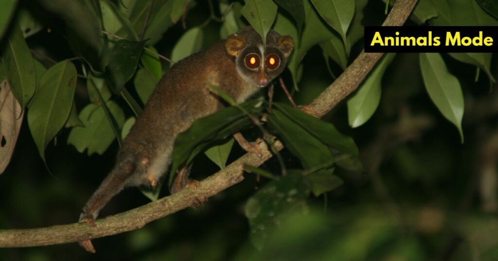 Red Slender Loris Skinny Animal in the World