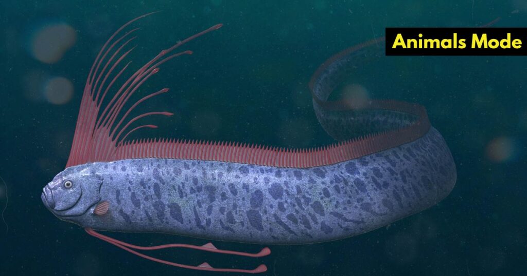 Ribbonfish Skinny Animal in the World