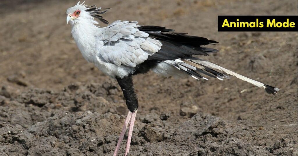 Secretary Bird Skinny Animal in the World