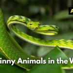 15 Skinny Animals in the World (Images and Facts)