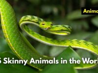 15 Skinny Animals in the World (Images and Facts) 15 Skinny Animals in the World (Images and Facts)