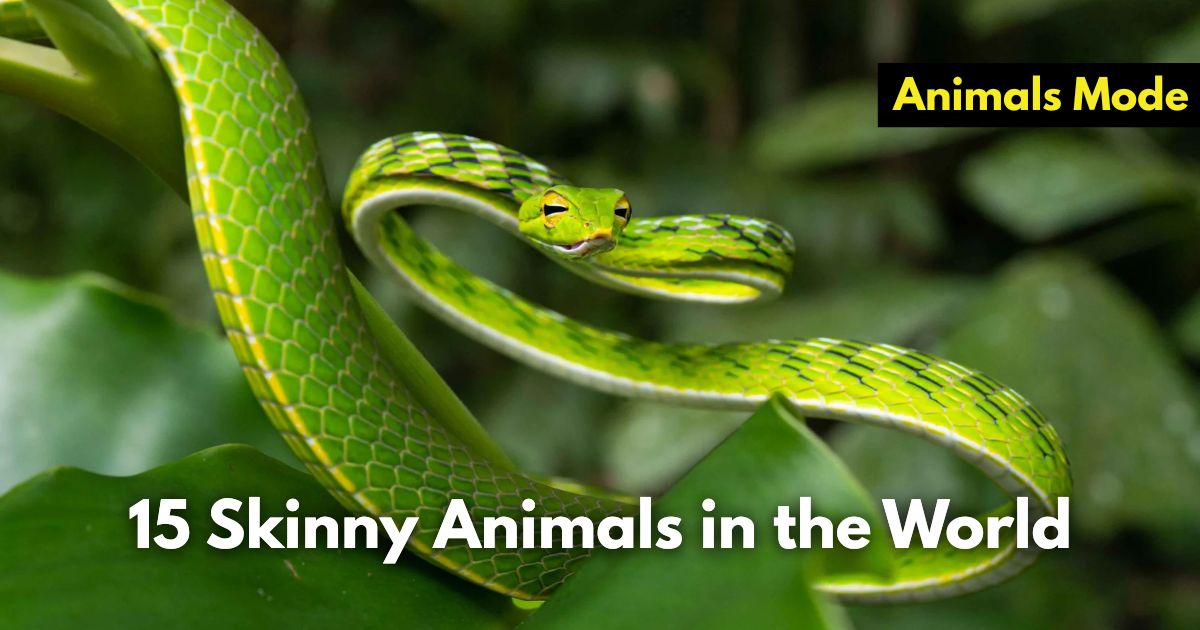 15 Skinny Animals in the World (Images and Facts)