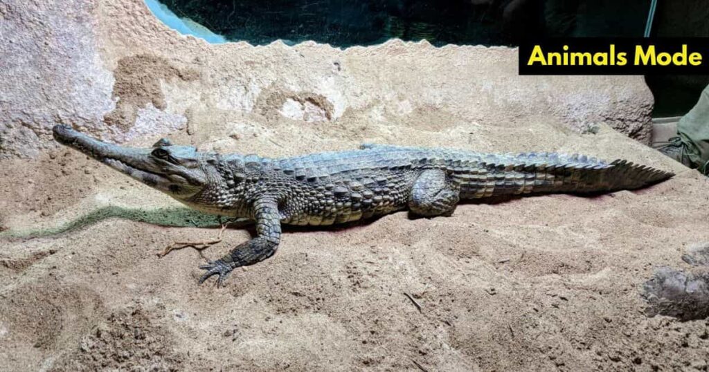 Slender-snouted Crocodile Skinny Animals in the World