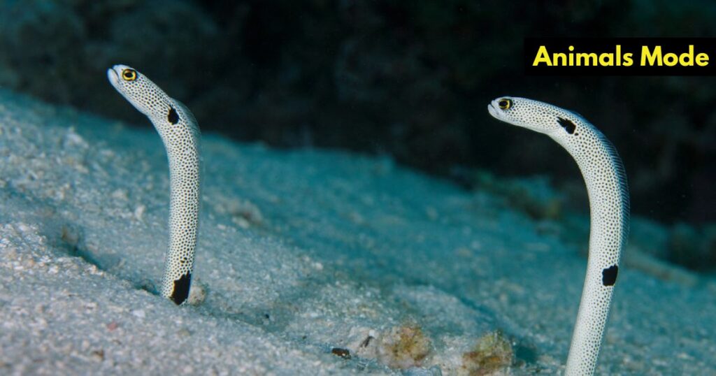 Spotted Garden Eel Skinny Animals in the World