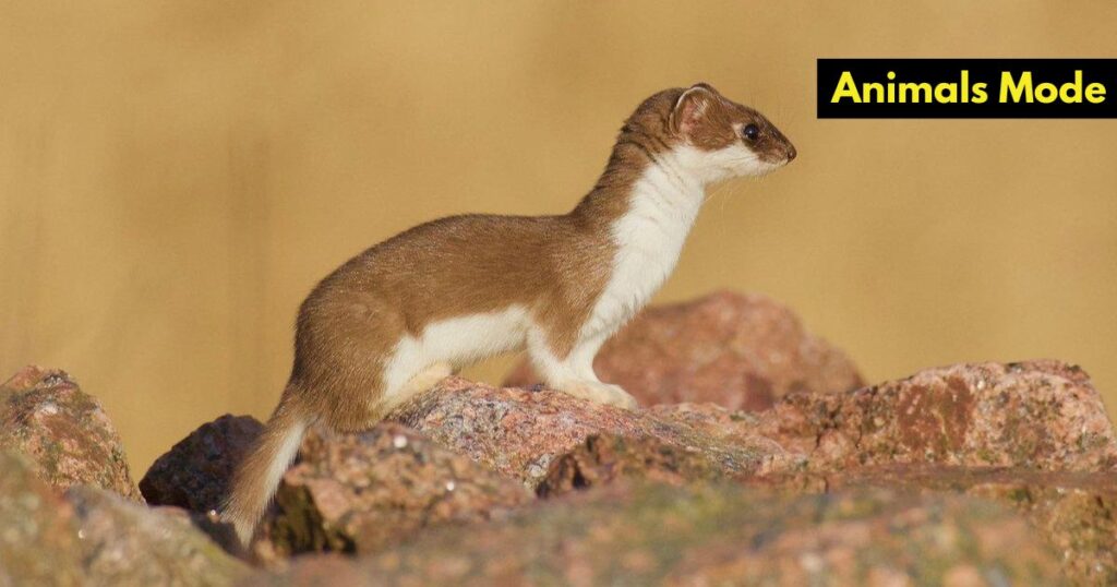 Stoat Skinny Animal in the World
